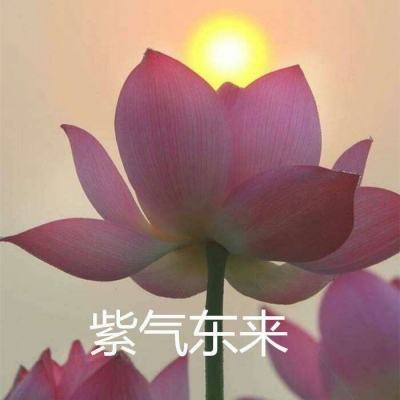 狂点萌兽果盘版下载